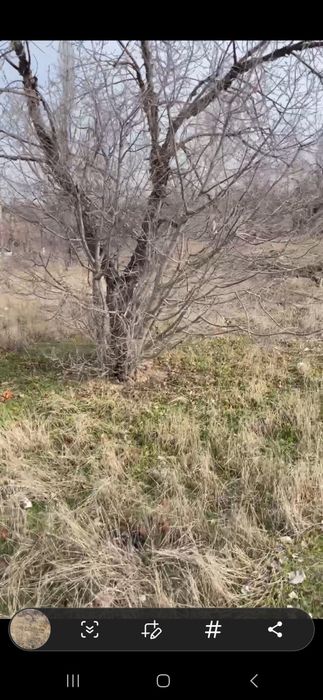 Отин дарахлар сотилади