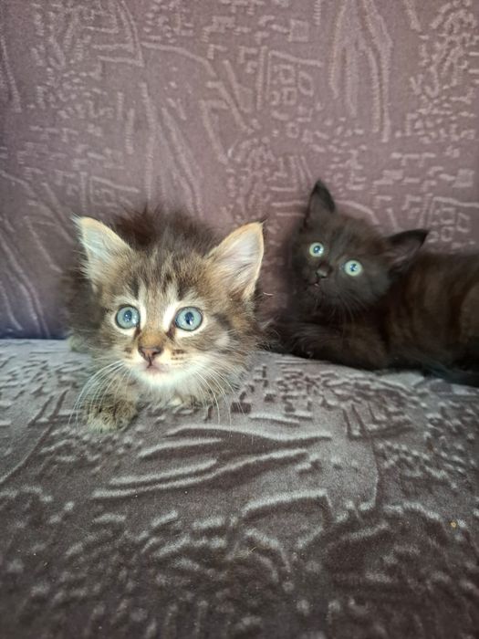 Отдам котят в хорошие добрые руки
