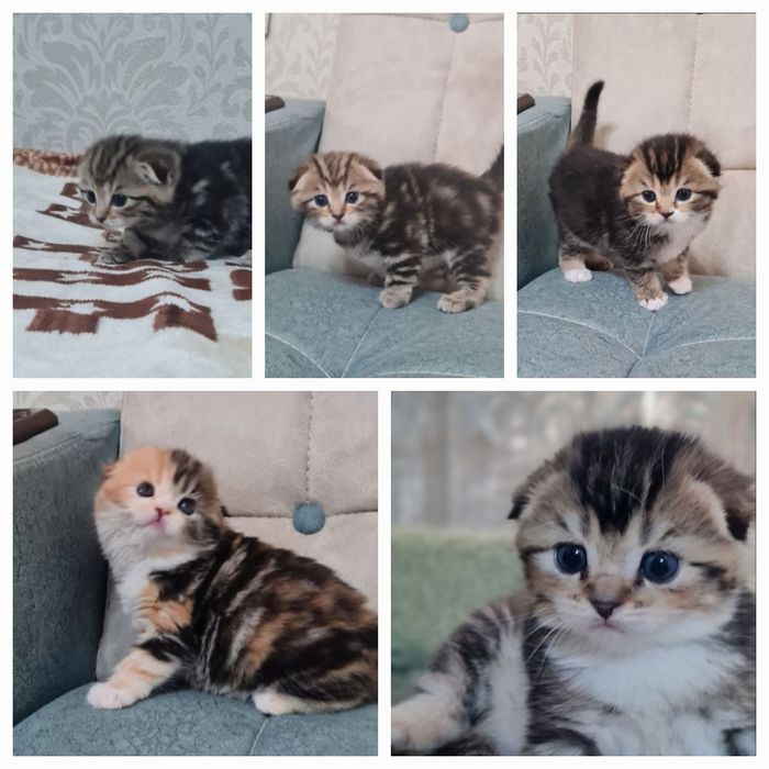 Продаются вислоухие котята