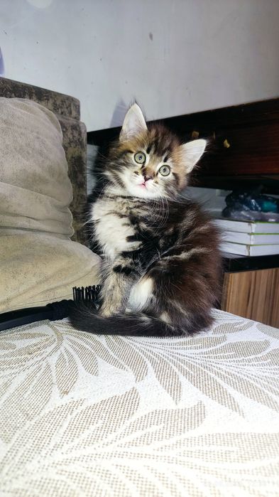 Мы близняшки два мальчика