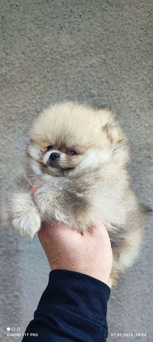 Померани момче и момиче