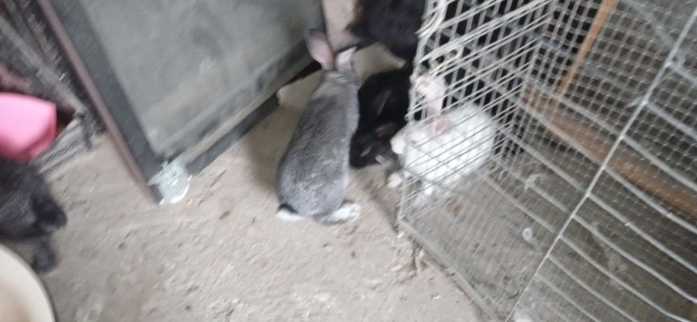 Reks va vilikan quyon