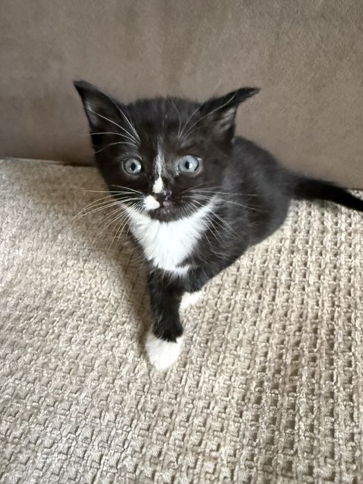 Нежный котенок девочка