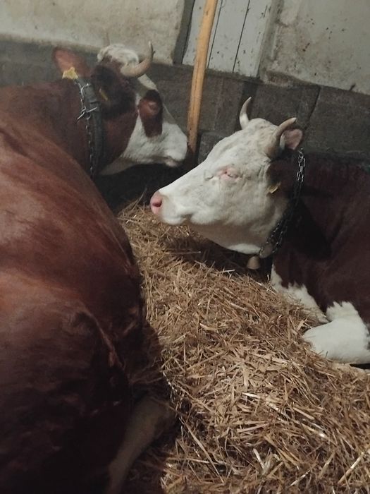 Vând vacii Baltate!