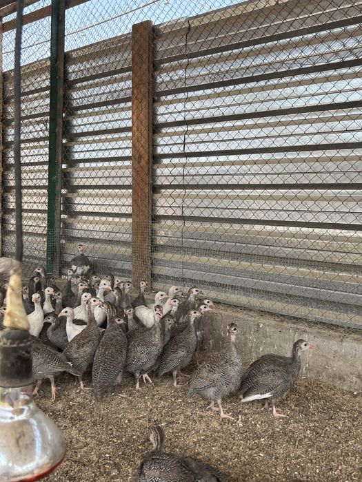 Цесарка 4 ойлигдан бошлаб