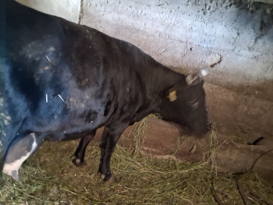 Vacă neagră de vânzare