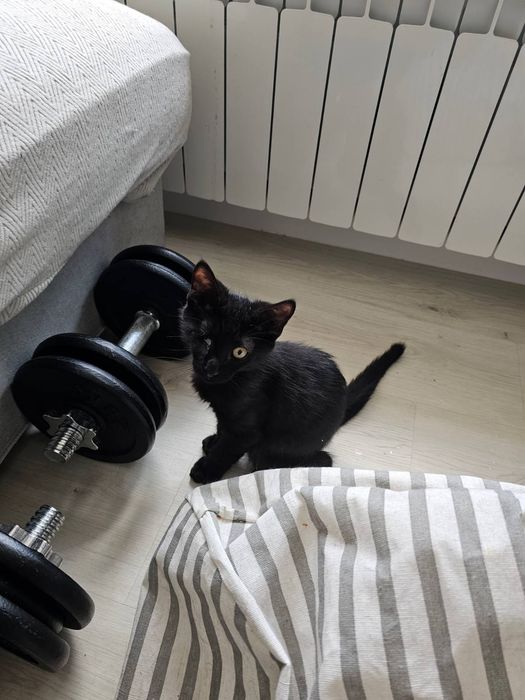 Котенце момченце на 3 месеца търси дом