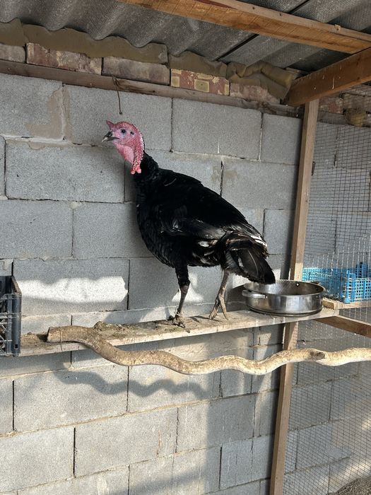 продаю индюка           .