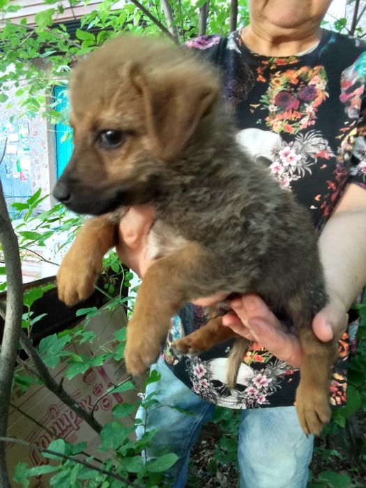 Щенята в добрые руки!!!