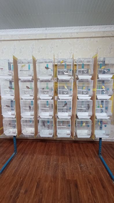 Канарейка .Тайер сайраб турган