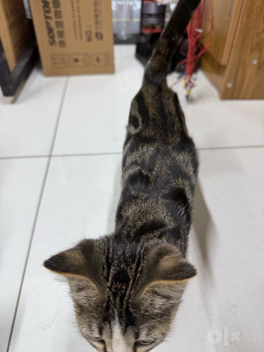 Котик отдадим добрые руки бесплатно