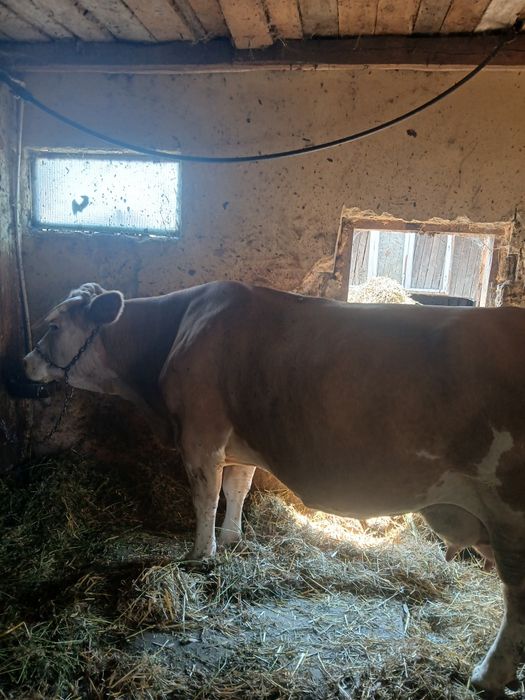 Vaca Balțata Romaneasca