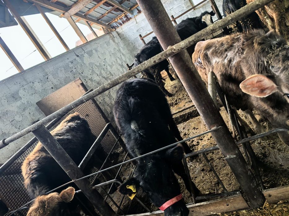 Продам коров.,телочек.