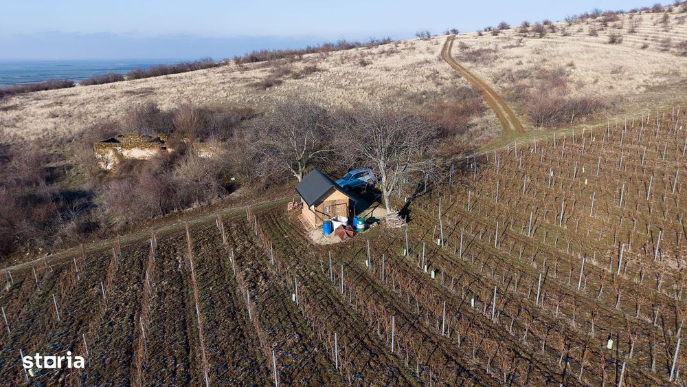 Vita-de-vie Premium  teren de 6800 mp în Covăsinț