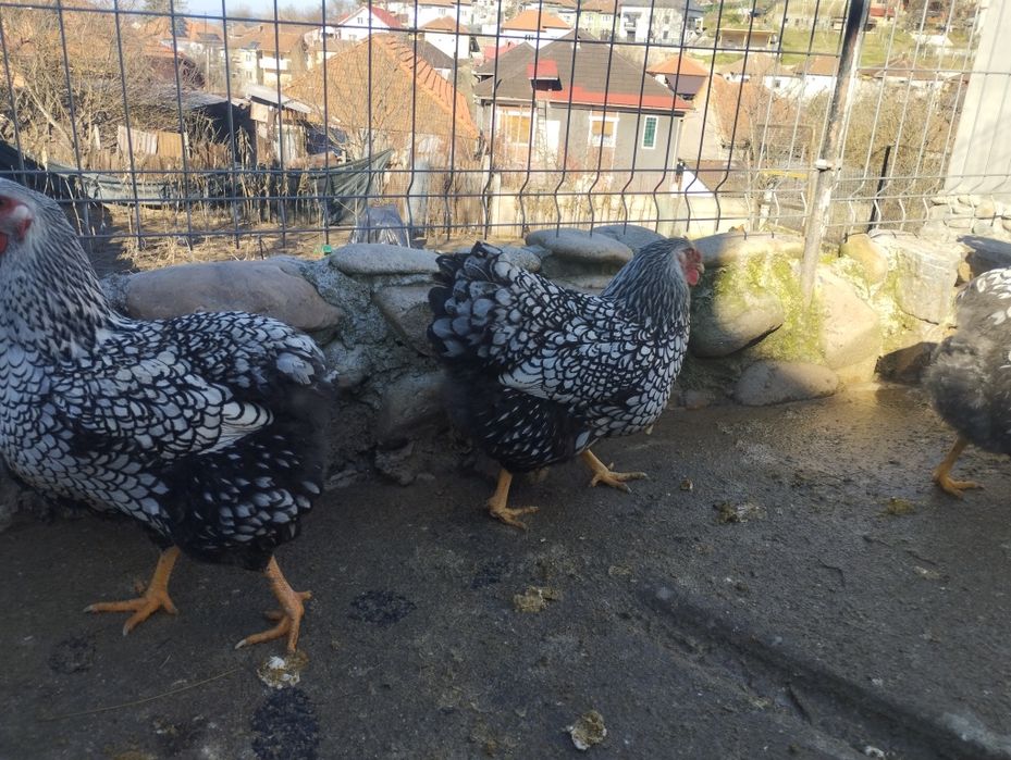 Pui și oua incubat Wiandotte GSG și Argintiu