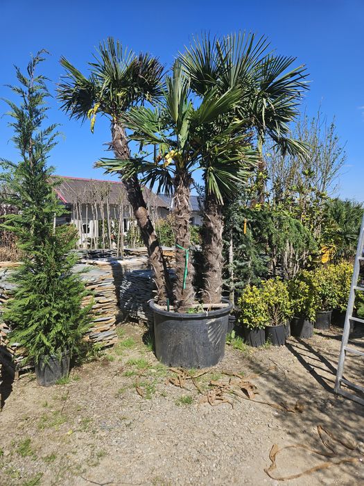 Bambus  pothinia  copaci