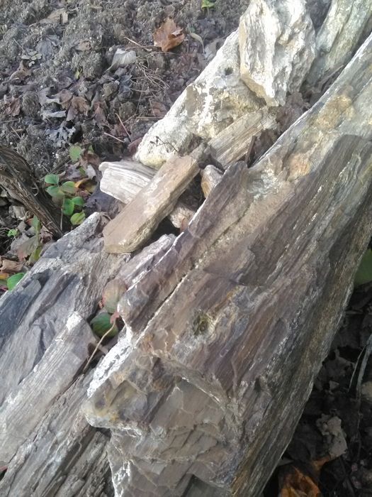 Вкаменени дърво, композиция.