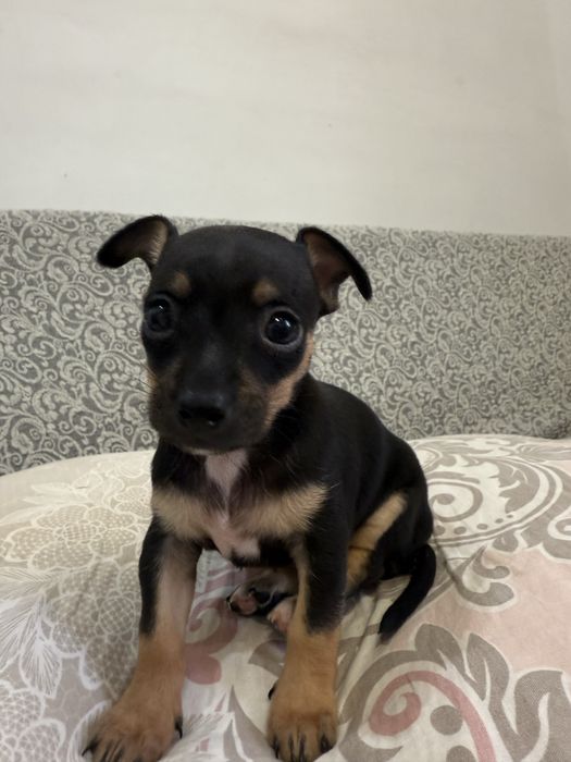 Той терьер, продам щенка