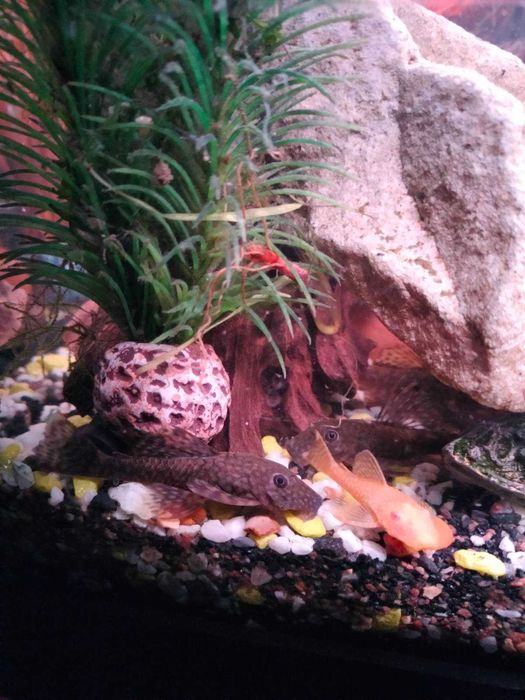 Ancitrus, sanitar acvariu