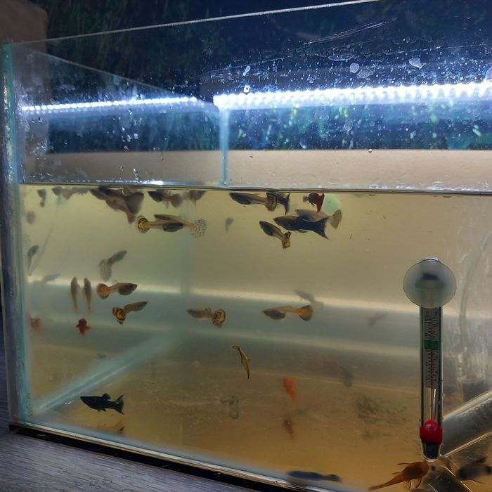 Pesti ,plante și acvarii