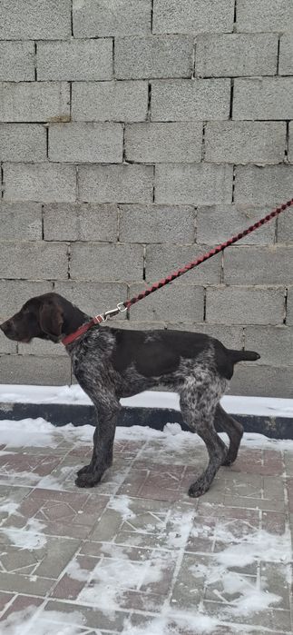 Продам щенка дратхаара 6 месяцев