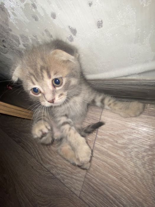Отдам котенка в хорошие руки