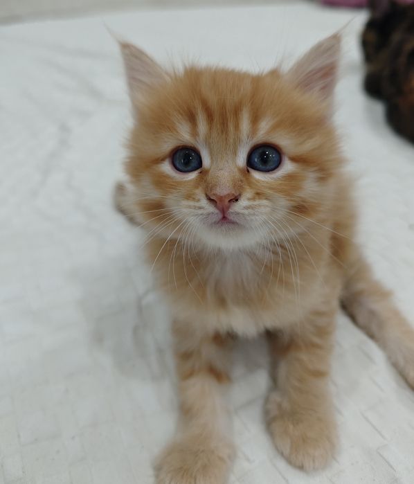 Отдам котят в хорошие руки