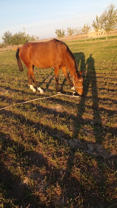 2yosh zoti qora bayir