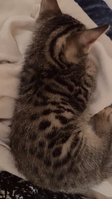 Котёнок бенгалка