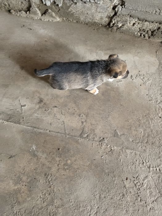 Отдам щенки даром в добые  руки