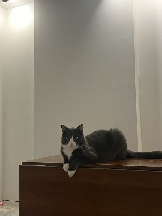 Отдаю кота в добрые руки