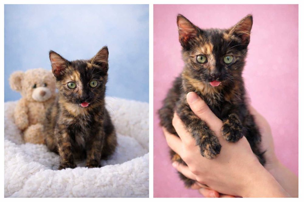 Donez pisica - pentru adoptie