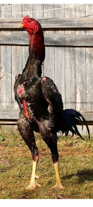 Асалом куланги зотли чочалар сотаяпман