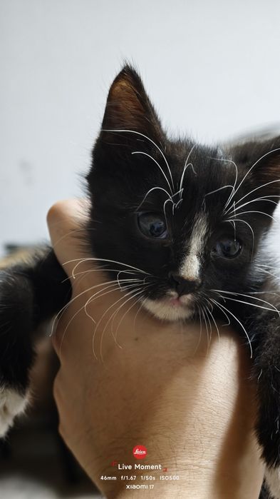 Котята бесплатно