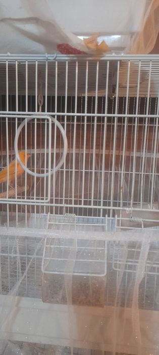 Продам канареек парные.
