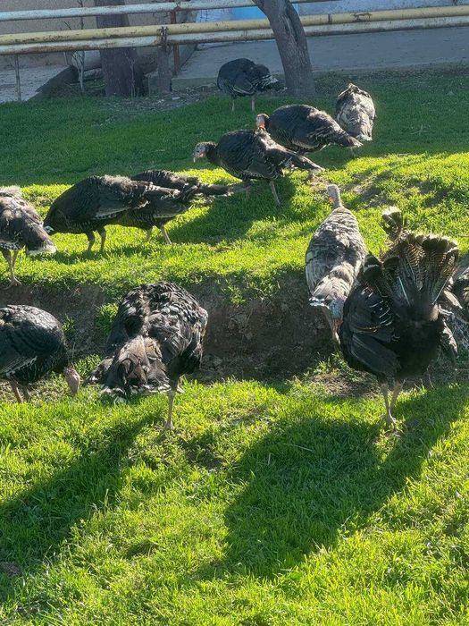 Kurka uy sharoitida qaralgan