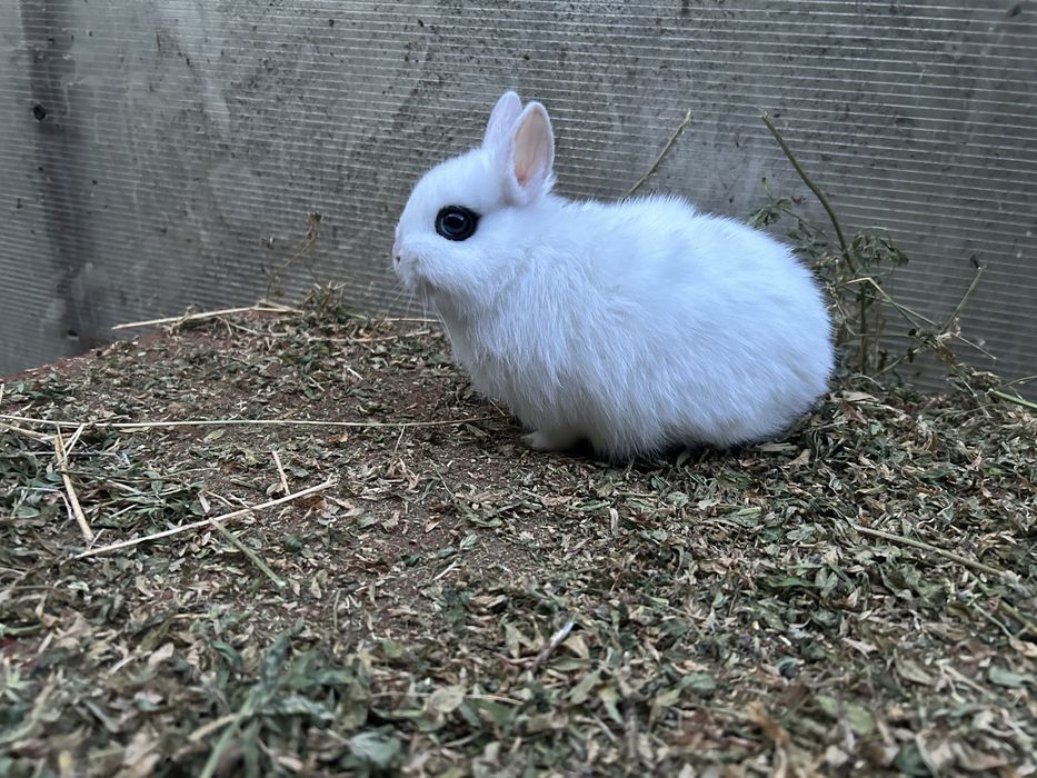 Iepuri pitici ( dwarf hotot)