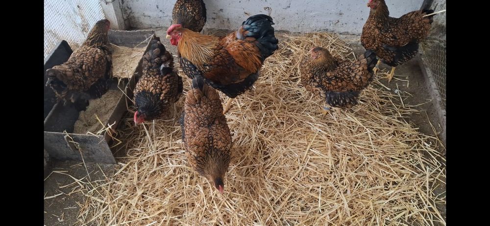 Pui wyandotte si araucana potarnichiu