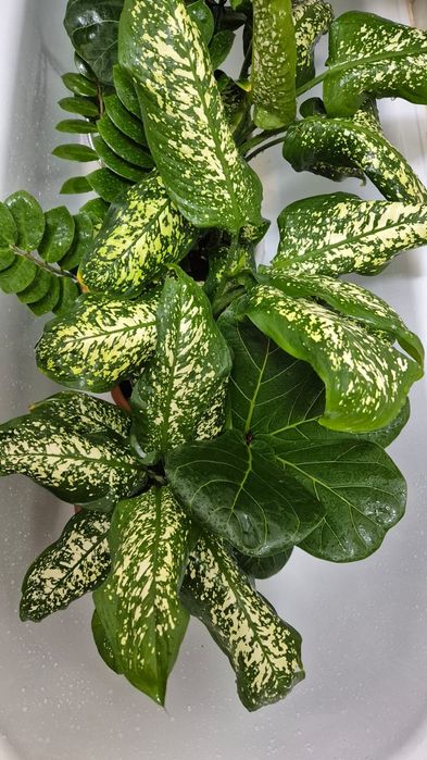 Диффенбахия, цветок, цветы