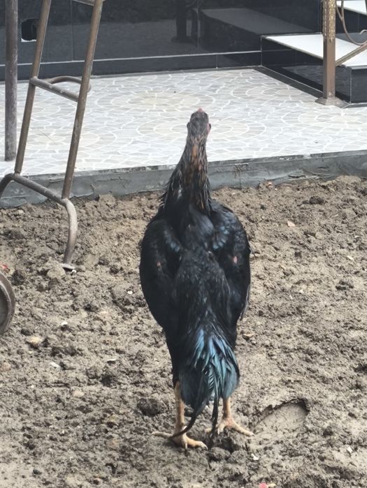 Dakan xoʻroz 8 oylik Koreya zot