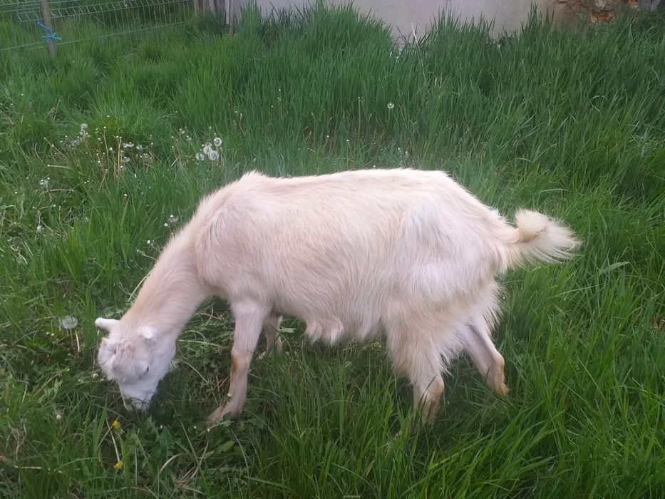 Capra cu cu lapte.