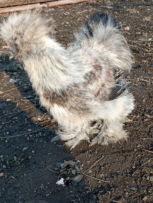 Silkie mătase japoneza, pui găini și cocoși!