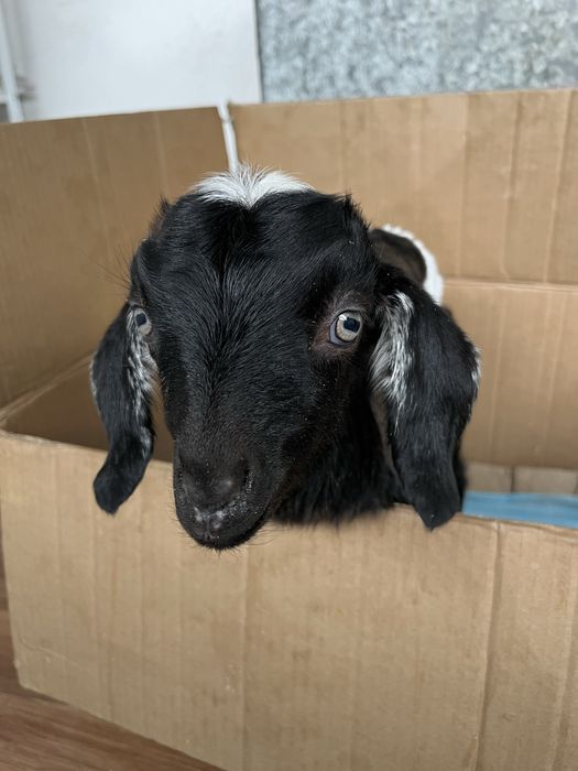 Нубийский козлик