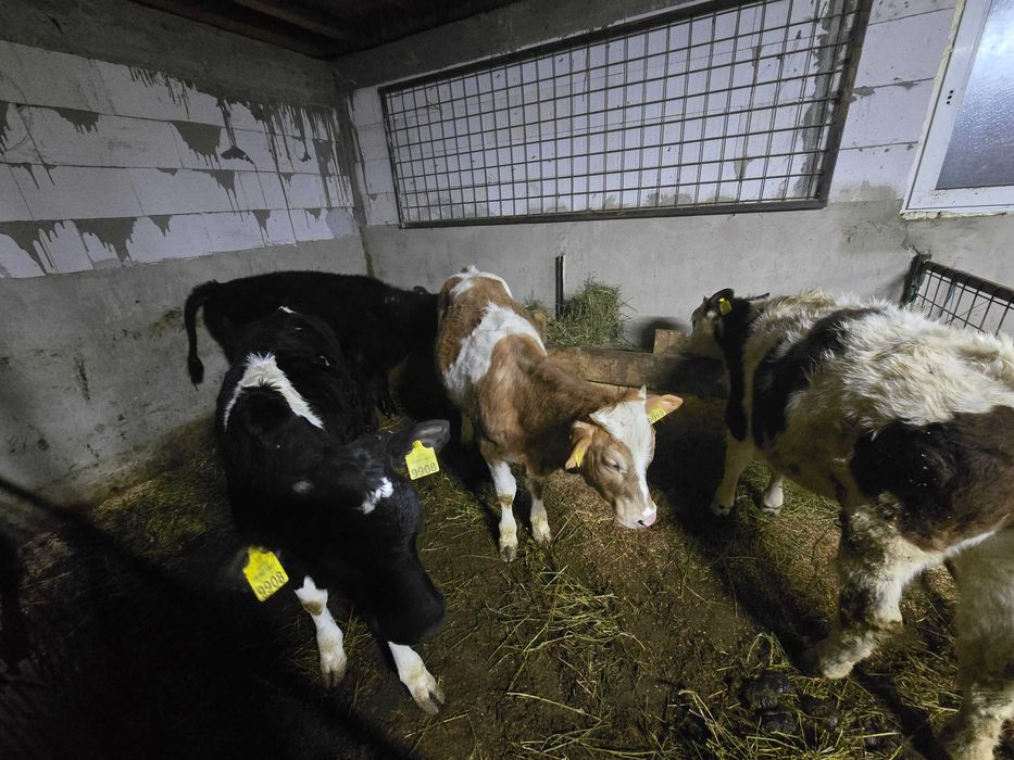 Vand 4 vitele zona bacau livezi