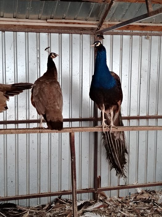 Păuni de diferite culori și varste