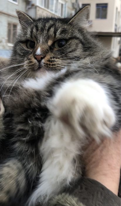 Любимые животные