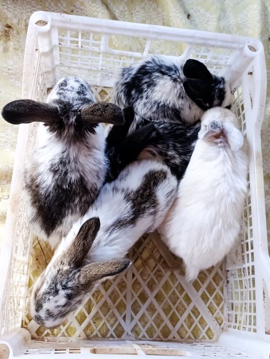 Кролики породные