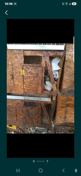 Vand cotete de iepuri