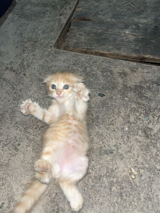 Котята ласковый хорошый