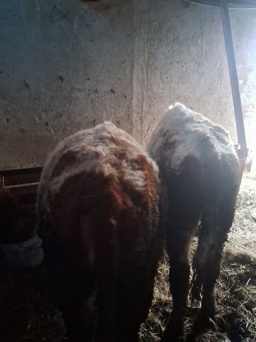 Vand 3 vitele pentru reproducție